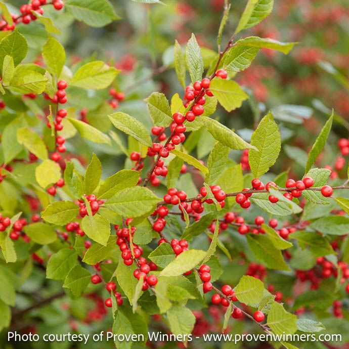 #3 Ilex vert PW Berry Heavy/ Red Deciduous Winterberry Holly (female)  Native (TN)