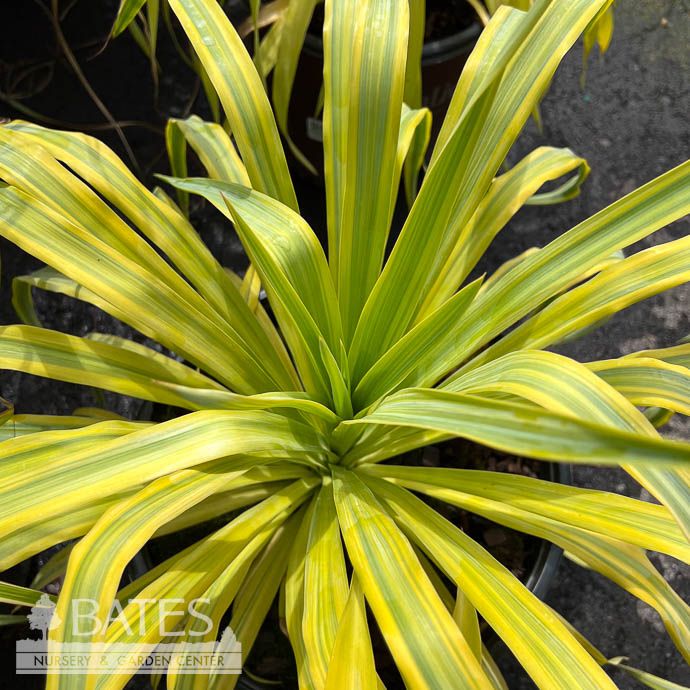 #3 Yucca recurvifolia Mellow Yellow/ Variegated Native (R)