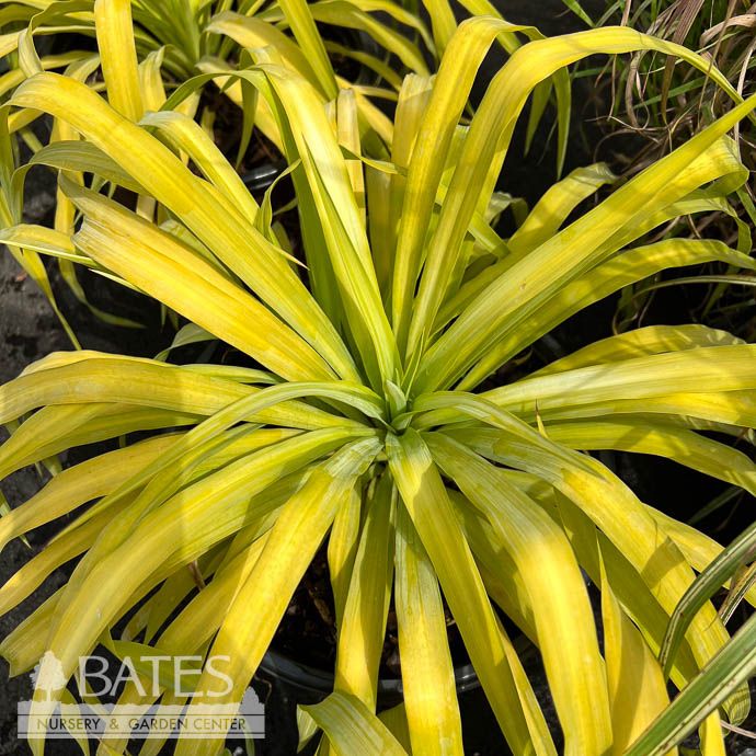 #3 Yucca recurvifolia Mellow Yellow/ Variegated Native (R)