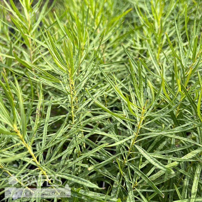 #1 Amsonia hub Butterscotch/ Arkansas Bluestar Native (TN)