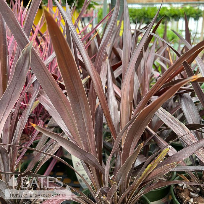 Tropical #1 Cordyline Superstar/ Red Spike