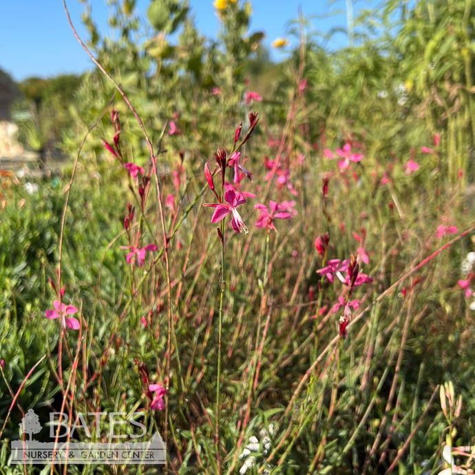 #1 Gaura lin Graceful Pink
