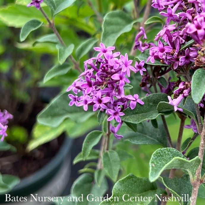 #3 Syringa Bloomerang Dwarf Purple/ Reblooming Lilac