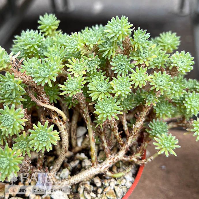 4p! Joshua Tree Mini /Tropical