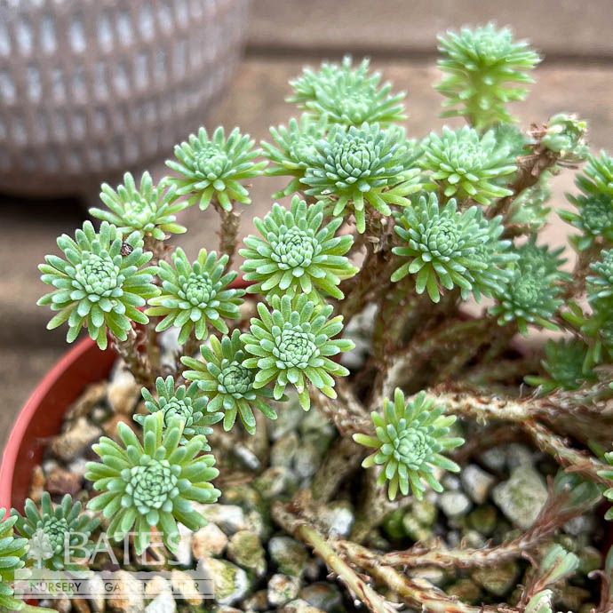 4p! Joshua Tree Mini /Tropical