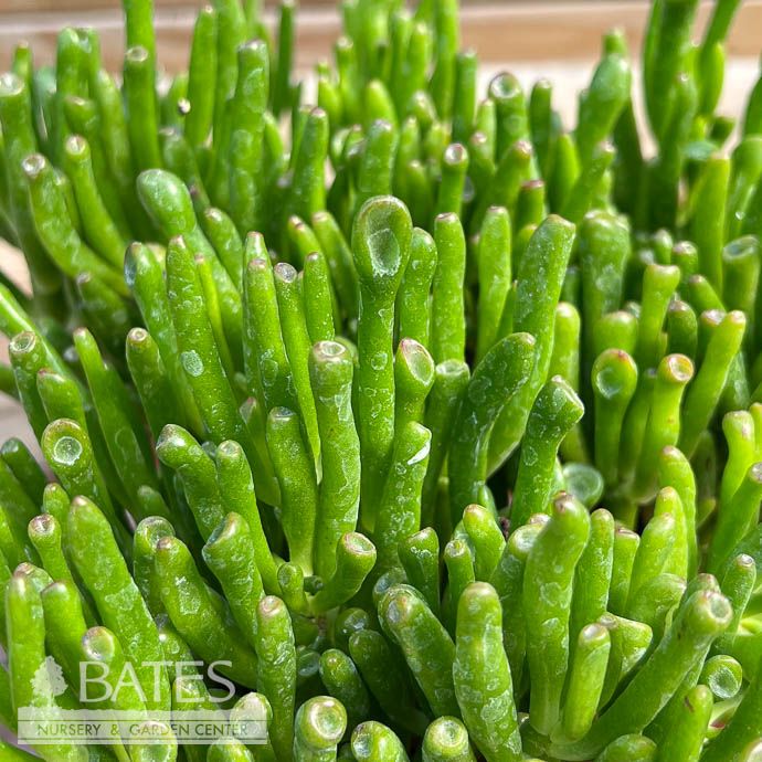 4p! Crassula / Jade ET Fingers Succulent /Tropical