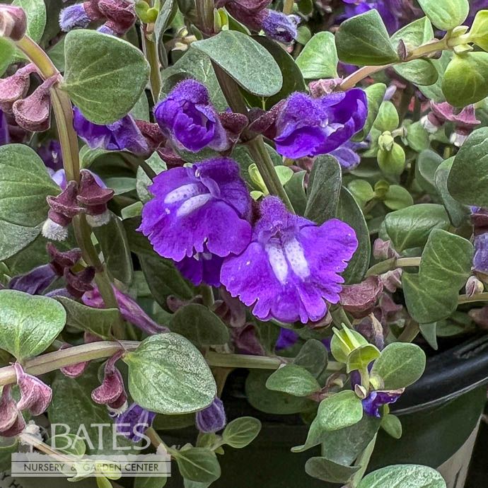 #1 Scutellaria res Smoky Hills/ Purple Skullcap