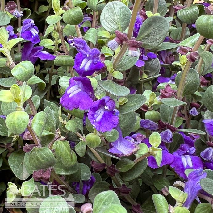 #1 Scutellaria res Smoky Hills/ Purple Skullcap