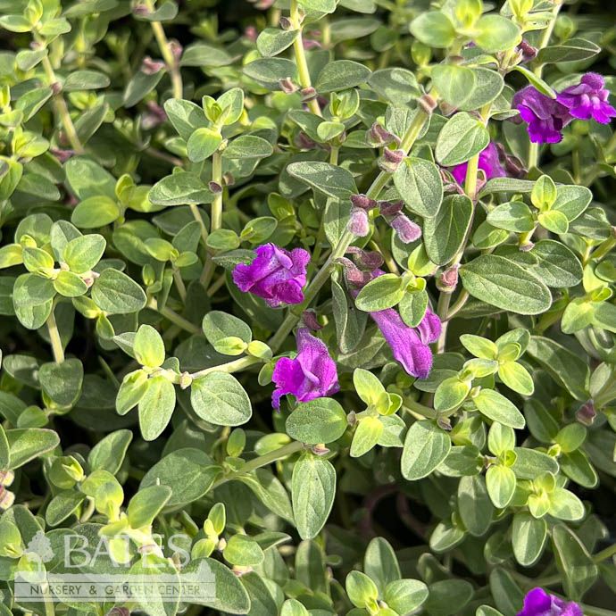 #1 Scutellaria x Dark Violet/ Purple Skullcap