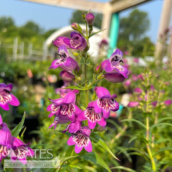 #1 Penstemon x Harlequin Purple/ Beardtongue