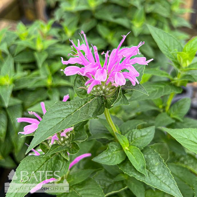 #1 Monarda did Bee-Mine &#39;Lavender&#39;/ Beebalm Native (TN)