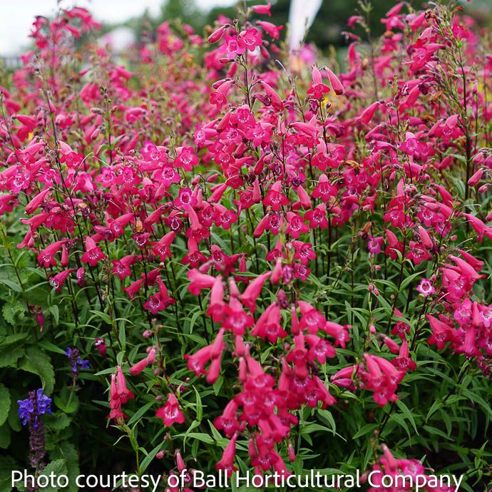 #1 Penstemon x Missionbells &#39;Deep Rose&#39;/ Pink Beardtongue