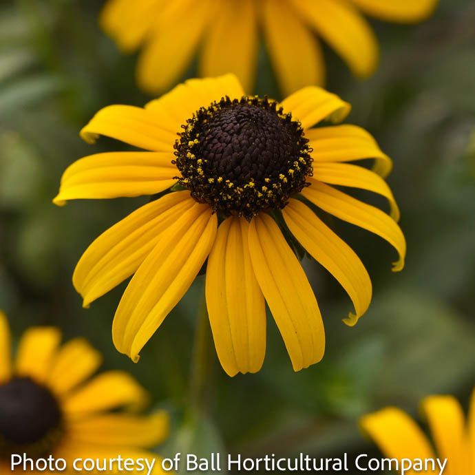 #1 Rudbeckia ful var sul Goldblitz/ Black-eyed Susan Native (R)