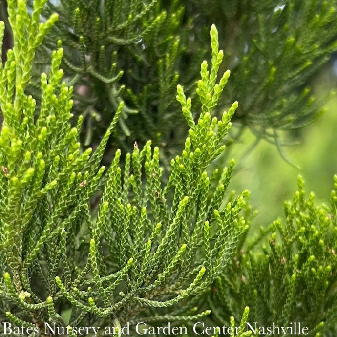#7 Juniperus virg Brodie/ Upright Eastern Red Cedar Native (TN)