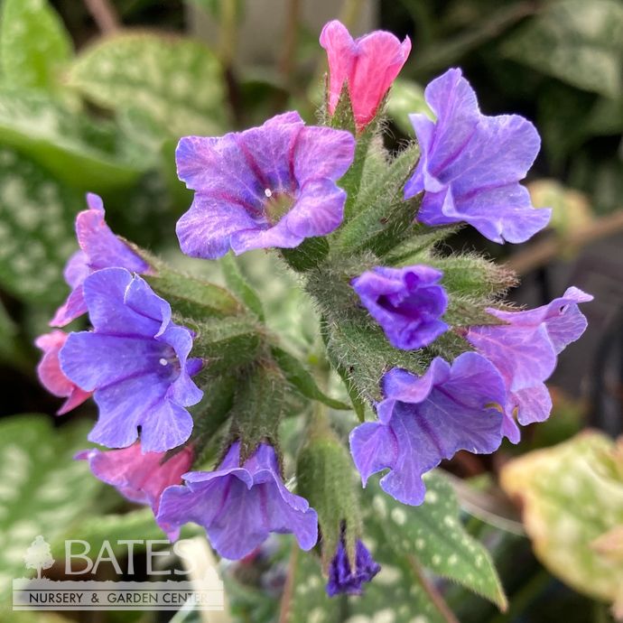 #1 Pulmonaria Trevi Fountain/ Lungwort