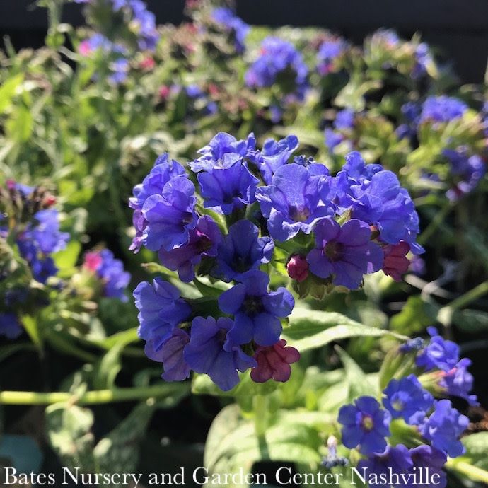 #1 Pulmonaria Trevi Fountain/ Lungwort