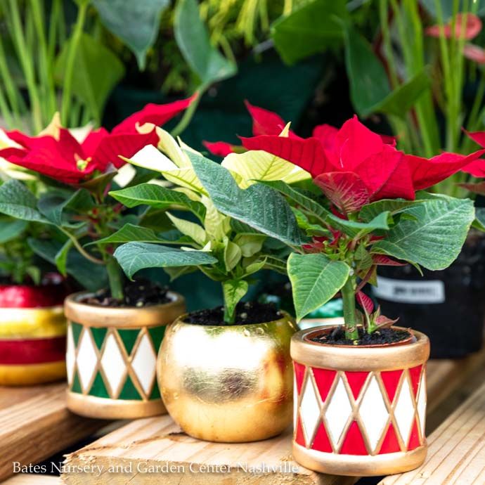 2p Poinsettia in Classic Globe Ornament Pot