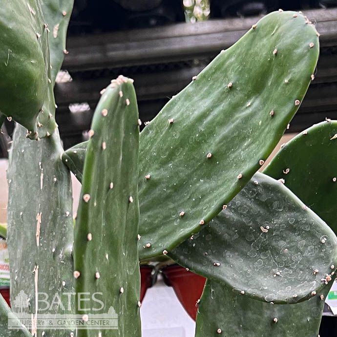 6p! Cactus Opuntia Nopal / Tropical - No Warranty