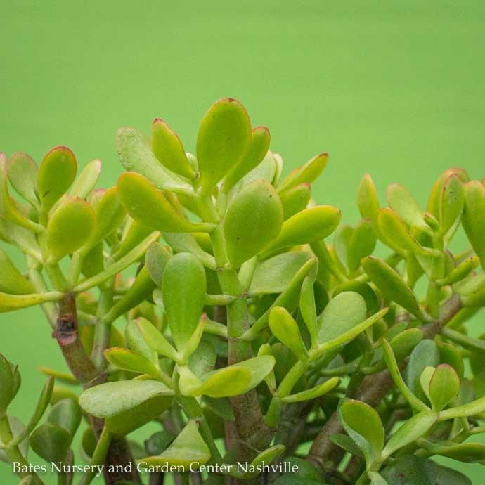 8p! Crassula / Jade Plant Succulent /Tropical