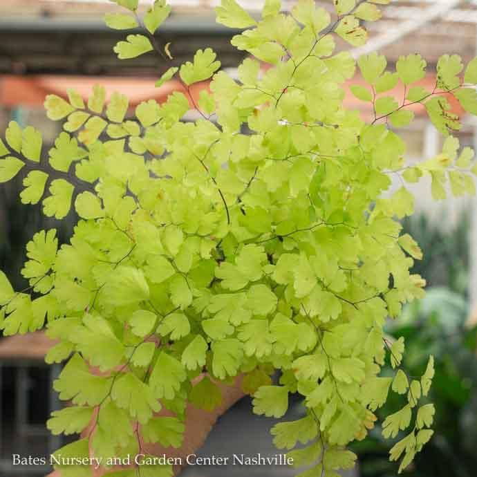 4p! Fern - Maidenhair Fern Rosy /Tropical