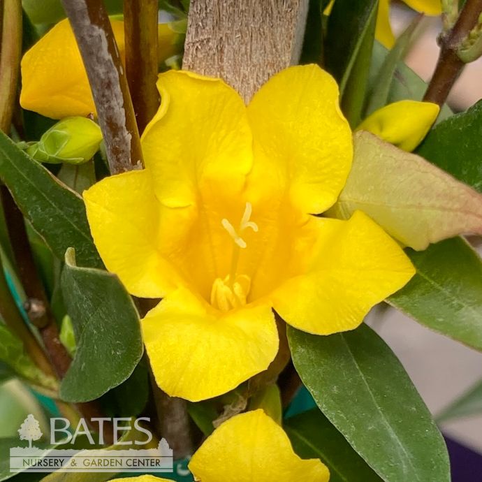 #1 Gelsemium semp Margarita 'Sunseeker'/ Carolina Jessamine, Jasmine Native (TN)