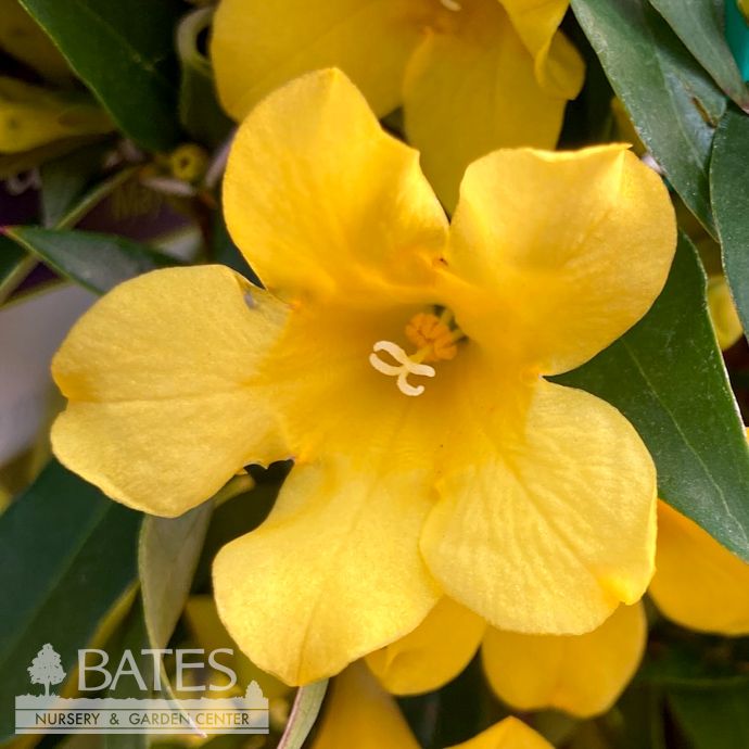 #1 Gelsemium semp Margarita 'Sunseeker'/ Carolina Jessamine, Jasmine Native (TN)