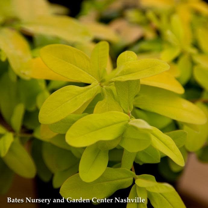 4p Hypericum calycinum/ St. John&#39;s Wort