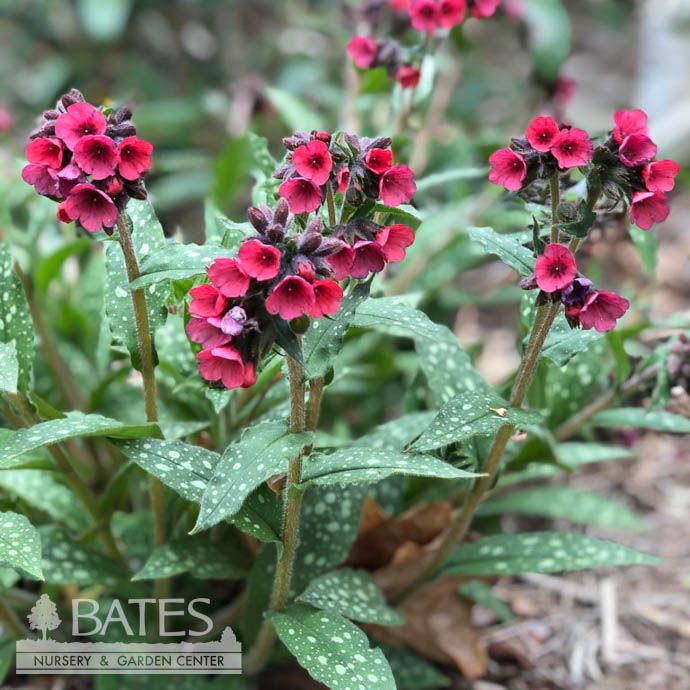 #1 Pulmonaria Lisa Marie/ Lungwort