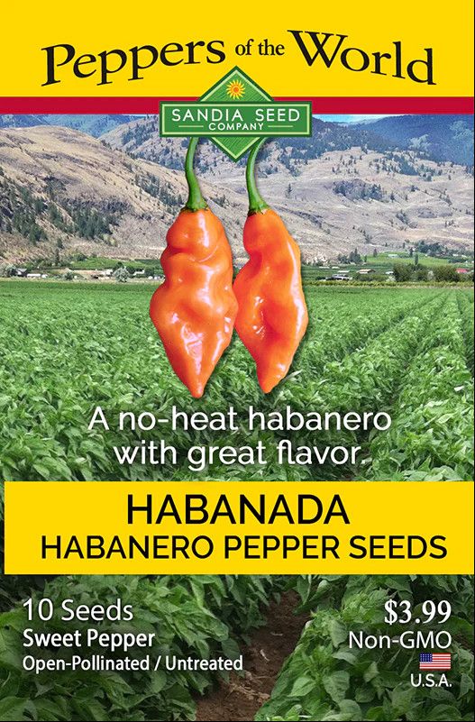 Seed Pepper Habanero Habanada Organic - Capsicum chinense