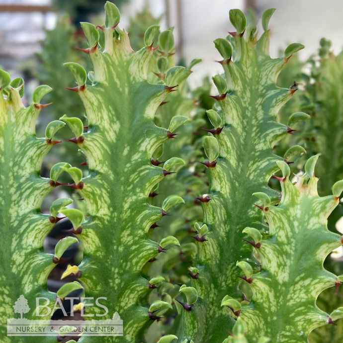 5p! Euphorbia Trigona Variegated Cactus /African Milk Tree /Tropical