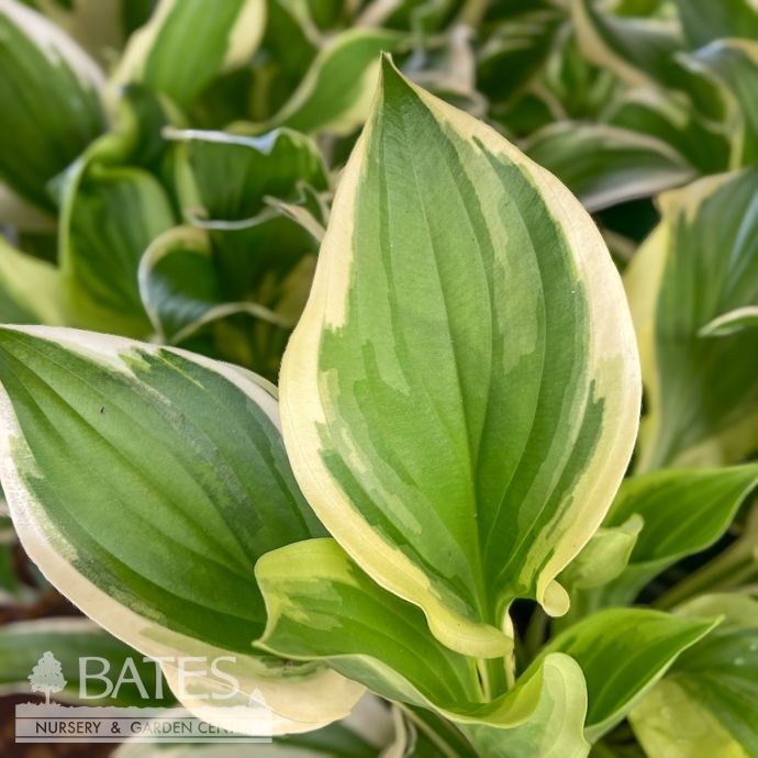 #1 Hosta Sunhosta/ Green w/ White Margins