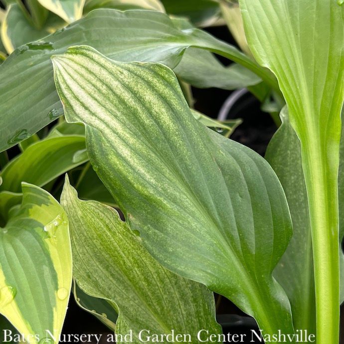 QP Hosta White Feather