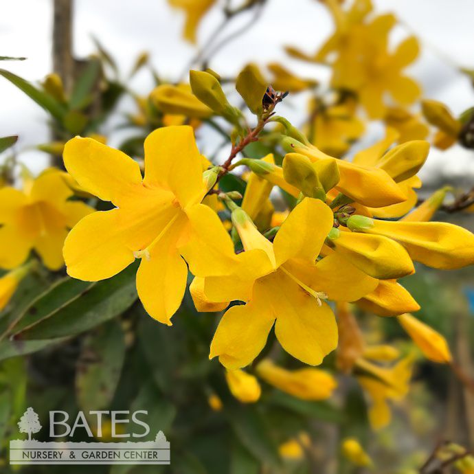 #5 Gelsemium Double Shot (sempervirens &amp; rankinii vines)/ Carolina Jessamine, Jasmine