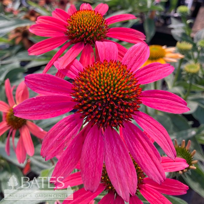 #1 Echinacea x Glowing Dream/ Pink Coneflower
