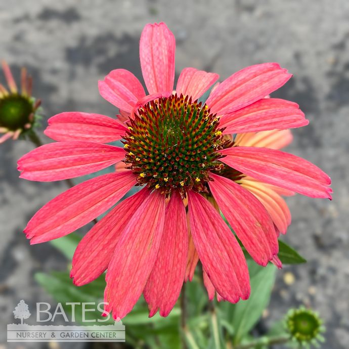 #1 Echinacea x Glowing Dream/ Pink Coneflower