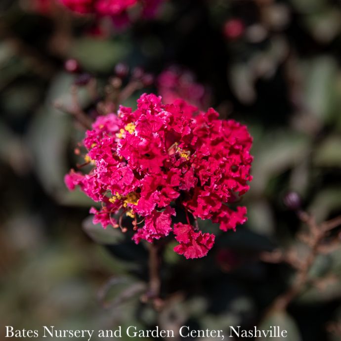 #3 Lagerstroemia DOUBLE Dynamite/ True-red Semi-dwarf Crape Myrtle