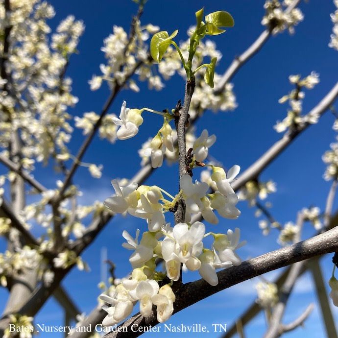 #7 Cercis can var alba Royal White/ Redbud Native (TN)