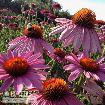 Southeastern U.S. Native Plants