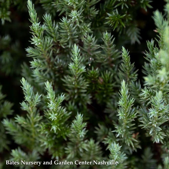#7 Juniperus chin Blue Point/ Upright Chinese Juniper