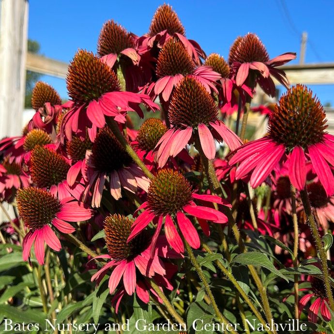 #1 Echinacea x Glowing Dream/ Pink Coneflower
