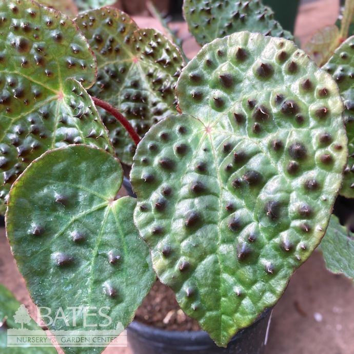 4p! Begonia Ferox/ Tropical