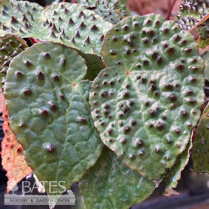 4p! Begonia Ferox/ Tropical