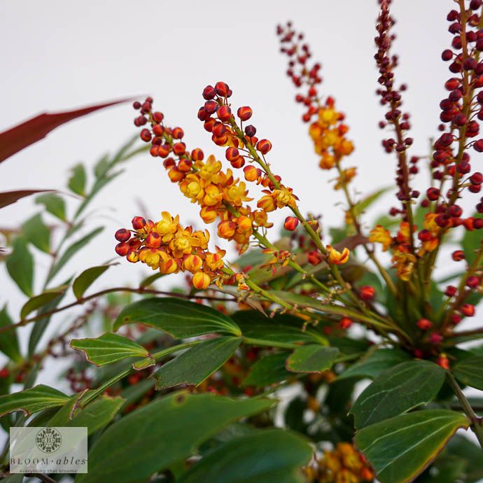 #3 Mahonia x Groovy Glow/ Hybrid