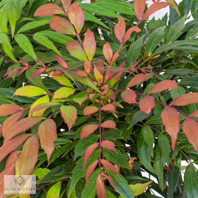 #3 Mahonia x Groovy Glow/ Hybrid
