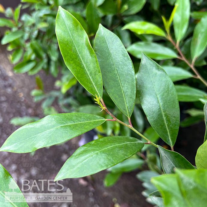 #3 Prunus car Everbrite/ Upright Cherry Laurel Native (R)