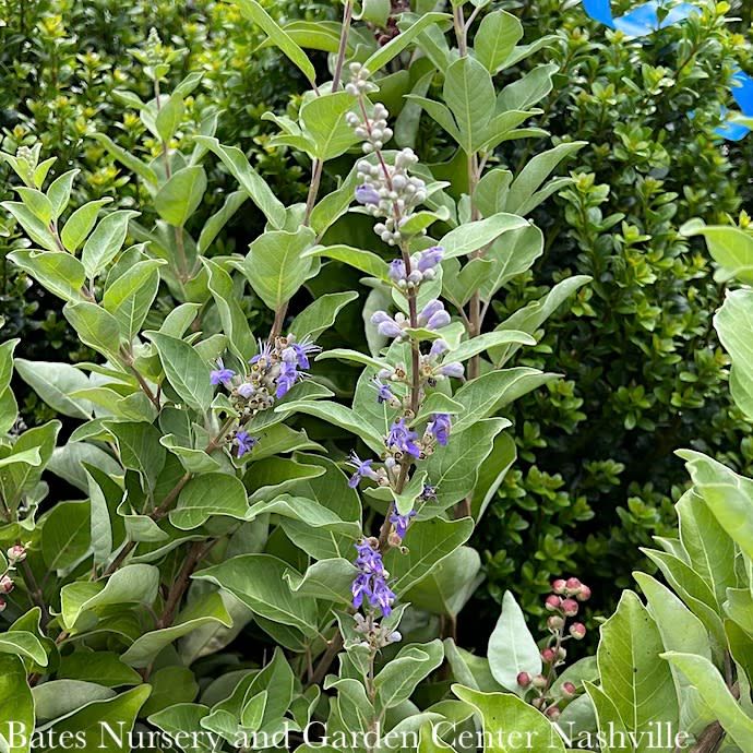 #7 Vitex Summertime Blues/ Chastetree