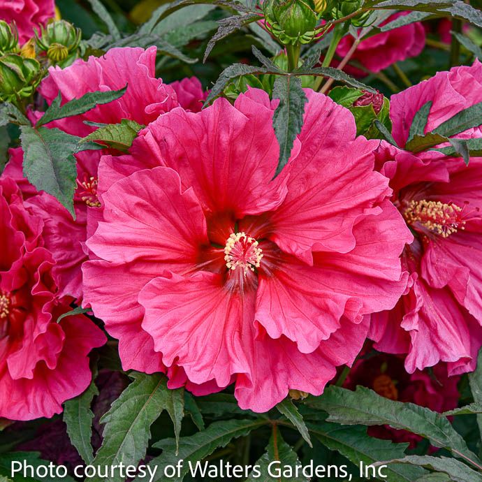 #1 Hibiscus x PW Watermelon Ruffles/ Pink Hardy