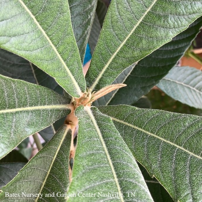 Tropical Edible #3 Eriobotrya japonica / Loquat - No Warranty