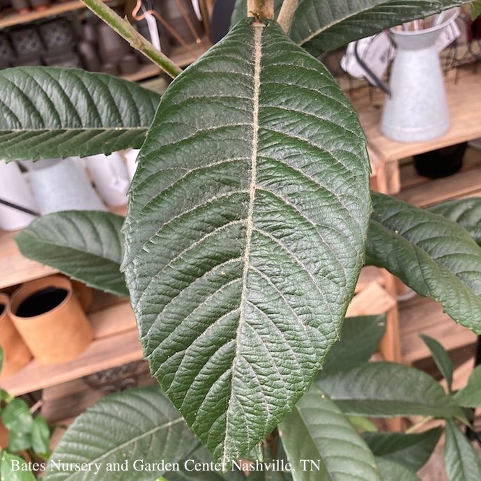 Tropical Edible #3 Eriobotrya japonica / Loquat - No Warranty