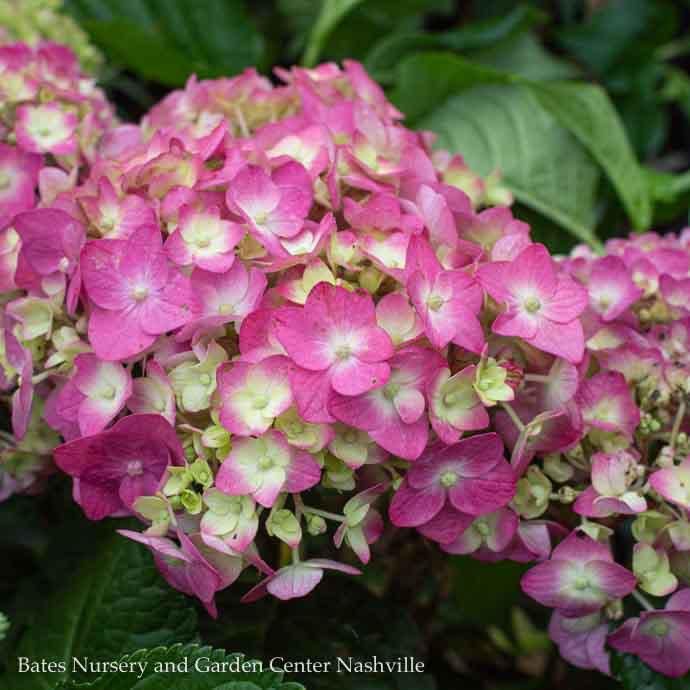 #2 Hydrangea mac Endless Summer 'Summer Crush'/ Bigleaf Repeat